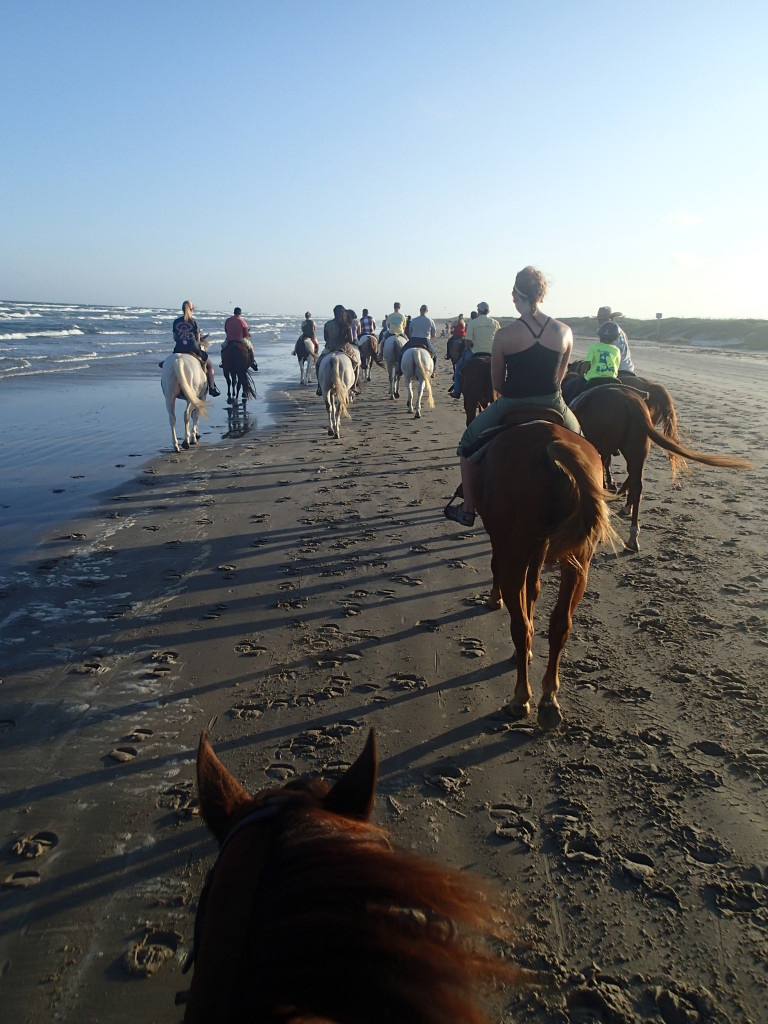 Horses on the Beach: Corpus Christi, Texas | Alyssa v. Nature