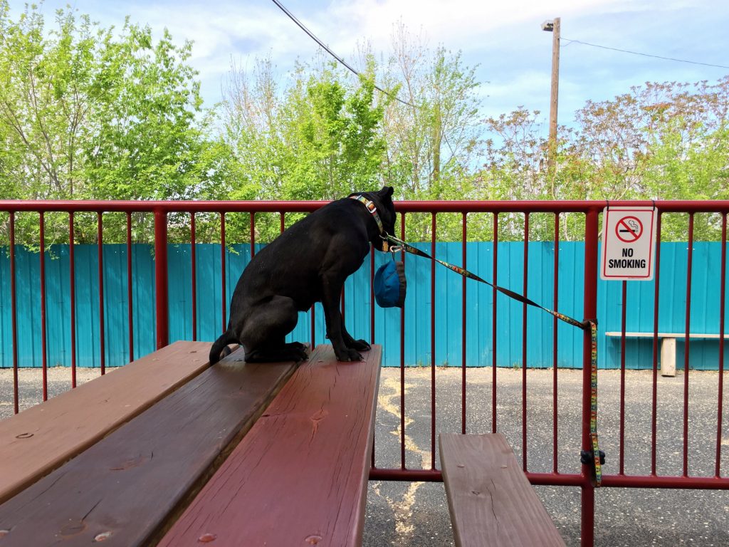 Red Door Brewery ABQ 2